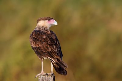 Urubus et Caracaras