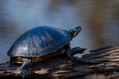 Reptiles et Amphibiens