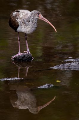 Ibis blanc juvnile -- American White Ibis, juvenile