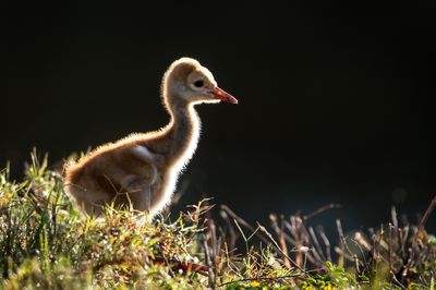 Grue du Canada -- Sandhill Crane
