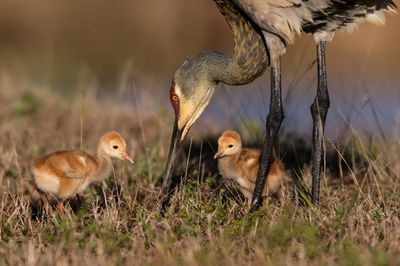 Tantales - Grues - etc.