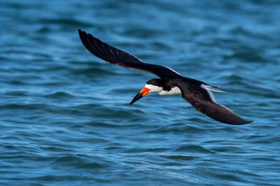 Bec-en-ciseaux noir -- Black skimmer