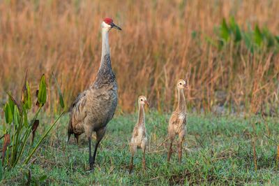 Tantales - Grues - etc.