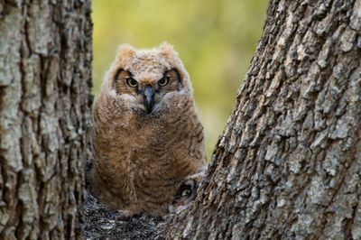 Grand-duc -- Great Horned Owl