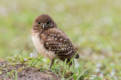 Chevche des terriers -- Burrowing Owl