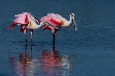 Spatule rosée -- Roseate Spoonbill