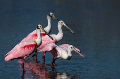 Ibis - Spatules