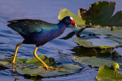 Talve violac  -- American Purple Gallinule