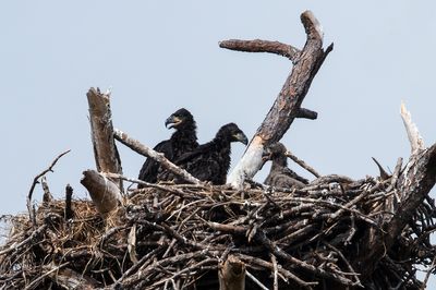 Pygargue  tte blanche --Bald Eagle