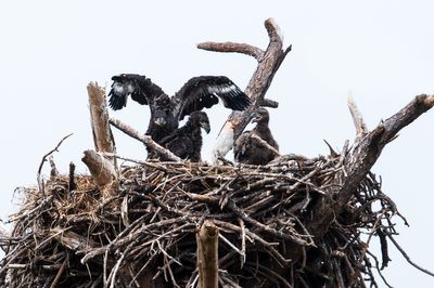 Aigles