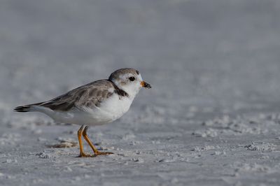 Pluvier siffleur -- Piping Plover