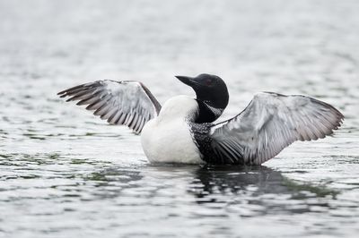 Plongeon huard -- Common Loon