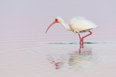 Ibis - Spatules