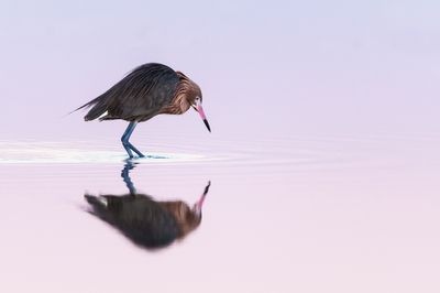 Aigrette roussātre -- Reddish Egret