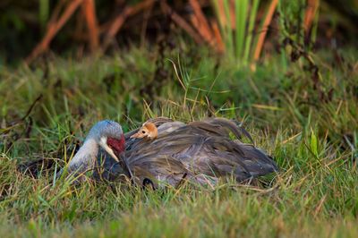 Grue du Canada -- Sandhill Crane