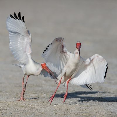 Ibis - Spatules