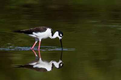chasse d'Amrique -- Black-Necked Stilt