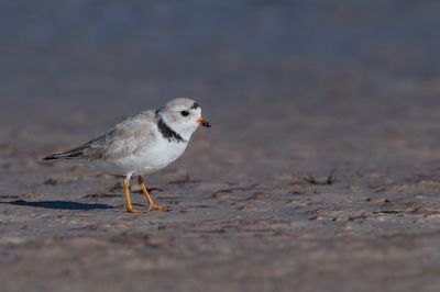Pluvier siffleur -- Piping Plover