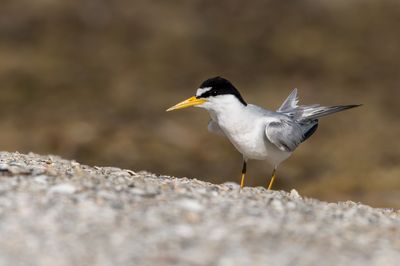 Petite sterne -- Least Tern