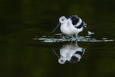 Avocette - Echasse