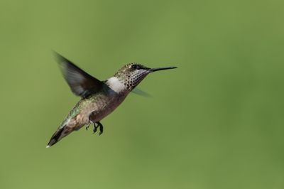 Colibri  gorge rubis -- Ruby-throated Hummingbird