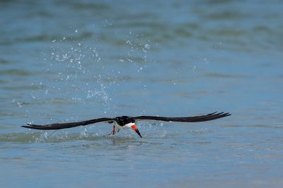 Bec-en-ciseaux noir -- Black skimmer