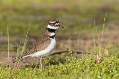 Pluvier kildir -- Killdeer