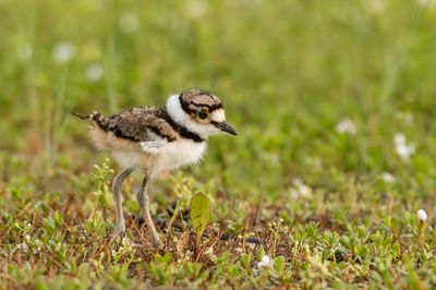 Pluvier kildir -- Killdeer