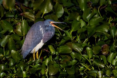 Aigrette tricolore -- Tricolored Heron