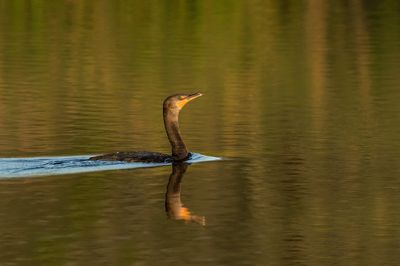 Anhingas - Cormorans