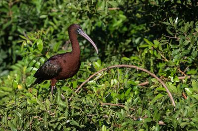 Ibis - Spatules