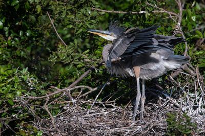 Grand héron -- Great Blue Heron