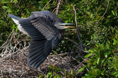 Grand héron -- Great Blue Heron