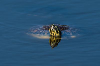 Reptiles et Amphibiens