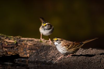 Bruant  gorge blanche -- White-Throated Sparrow