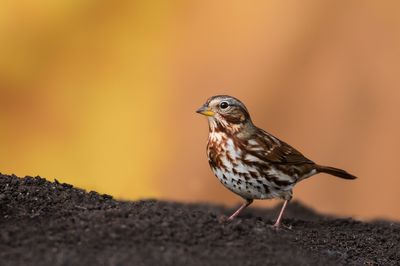 Bruant fauve -- Fox Sparrow
