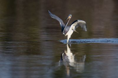 Aigrette tricolore -- Tricolored Heron