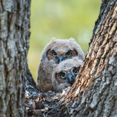 Chouettes - Hiboux etc.