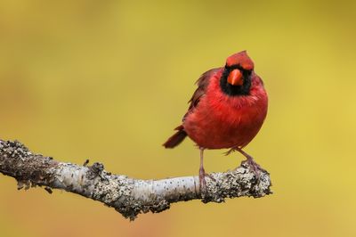 Cardinal rouge, mle -- Northern Cardinal, male