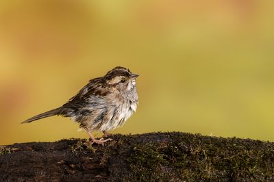 Bruant  gorge blanche -- White-Throated Sparrow