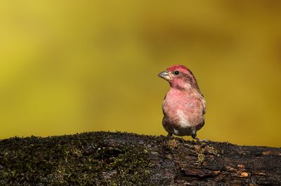 Roselin pourpr, mle -- Purple Finch, male