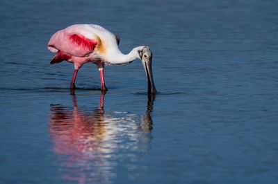 Spatule rosée -- Roseate Spoonbill