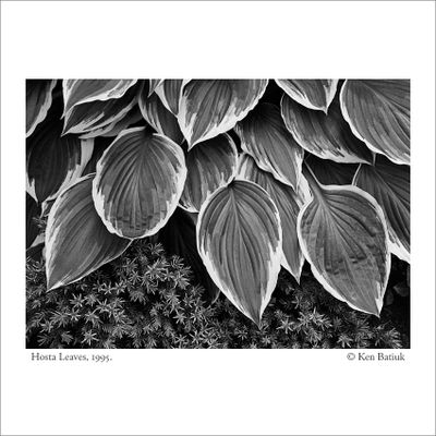 Nature on B&W Film
