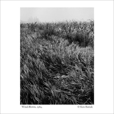 Nature on B&W Film