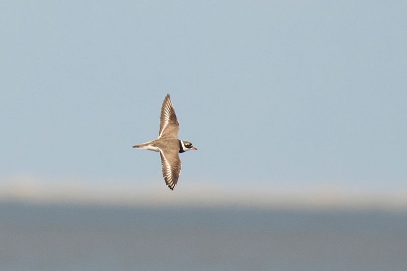 bontbekplevier - Ringed Plover - Charadrius hiaticula