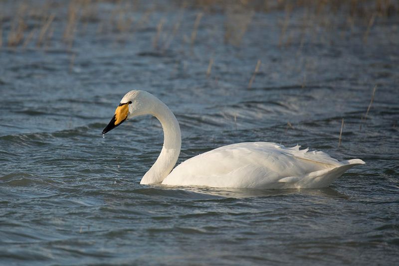 wilde zwaan - Whooper Swan - Cygnus cygnus, 