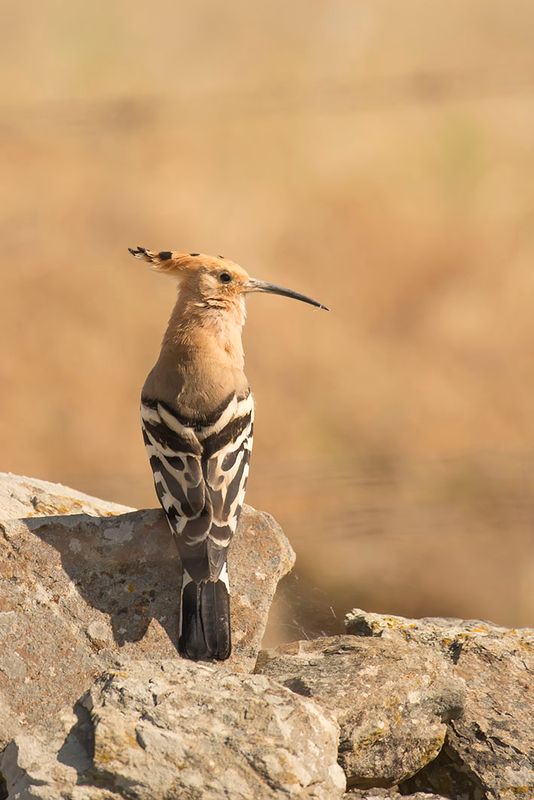 hop_eurasian_hoopoe_upupa_epops