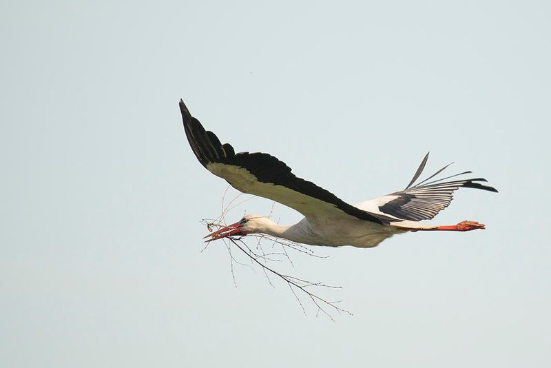 ooievaar -  White Stork - Ciconia ciconia