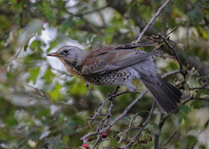 kramsvogel -  Fieldfare -Turdus pilaris, 