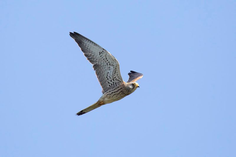 torenvalk -  Kestrel - Falco tinnunculus,